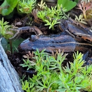 Limnodynastes peronii at Nambucca Heads, NSW - 29 Oct 2022