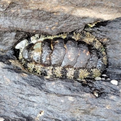 Unidentified Chiton at Nambucca Heads, NSW - 28 Oct 2022 by trevorpreston