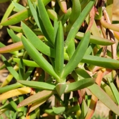 Carpobrotus glaucescens at Nambucca Heads, NSW - 28 Oct 2022