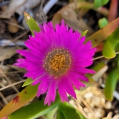 Carpobrotus glaucescens at Nambucca Heads, NSW - 28 Oct 2022 04:38 PM