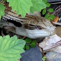 Tiliqua scincoides scincoides (Eastern Blue-tongue) at Nambucca Heads, NSW - 28 Oct 2022 by trevorpreston