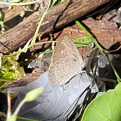 Zizina otis (Common Grass-Blue) at Nambucca Heads, NSW - 28 Oct 2022 by trevorpreston