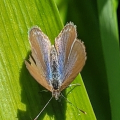 Unidentified Blue or Copper (Lycaenidae) at Nambucca Heads, NSW - 28 Oct 2022 by trevorpreston