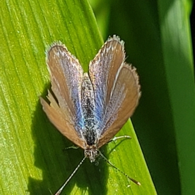 Unidentified Blue or Copper (Lycaenidae) at Nambucca Heads, NSW - 28 Oct 2022 by trevorpreston