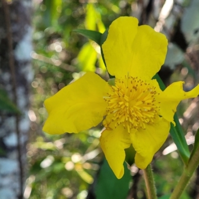 Hibbertia scandens (Climbing Guinea Flower) at Nambucca Heads, NSW - 28 Oct 2022 by trevorpreston