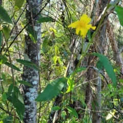 Hibbertia scandens at Nambucca Heads, NSW - 28 Oct 2022