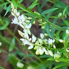 Unidentified Other Wildflower or Herb (TBC) at Nambucca Heads, NSW - 28 Oct 2022 by trevorpreston