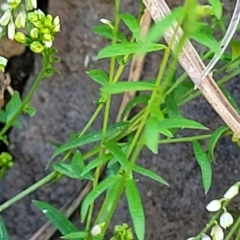 Polygala paniculata at Nambucca Heads, NSW - 28 Oct 2022