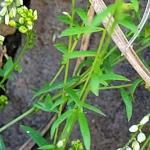 Polygala paniculata at Nambucca Heads, NSW - 28 Oct 2022