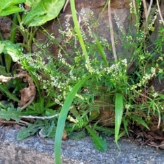 Polygala paniculata at Nambucca Heads, NSW - 28 Oct 2022 03:56 PM