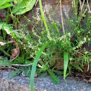 Polygala paniculata at Nambucca Heads, NSW - 28 Oct 2022