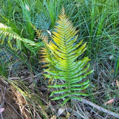 Telmatoblechnum indicum (Bungwall, Swampwater Fern) at Nambucca Heads, NSW - 28 Oct 2022 by trevorpreston