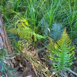 Telmatoblechnum indicum at Nambucca Heads, NSW - 28 Oct 2022