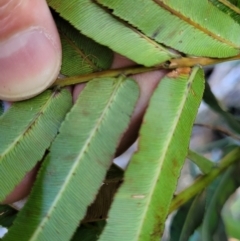 Telmatoblechnum indicum at Nambucca Heads, NSW - 28 Oct 2022 03:42 PM