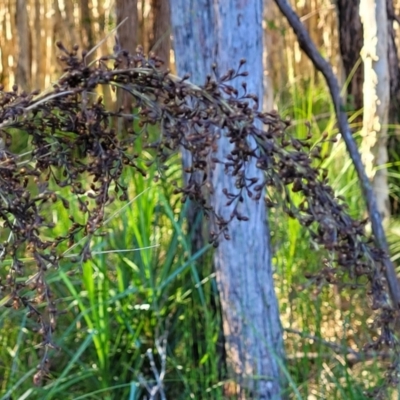 Gahnia sp. at Nambucca Heads, NSW - 28 Oct 2022 by trevorpreston