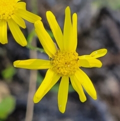 Senecio madagascariensis (Madagascan Fireweed, Fireweed) at Nambucca Heads, NSW - 28 Oct 2022 by trevorpreston