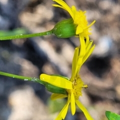 Senecio madagascariensis at Nambucca Heads, NSW - 28 Oct 2022 03:35 PM