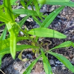 Senecio madagascariensis at Nambucca Heads, NSW - 28 Oct 2022 03:35 PM