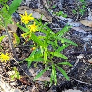 Senecio madagascariensis at Nambucca Heads, NSW - 28 Oct 2022