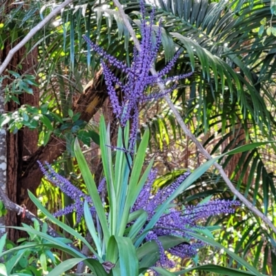 Cordyline stricta (Narrow-leaved Palm Lily) at Nambucca Heads, NSW - 28 Oct 2022 by trevorpreston