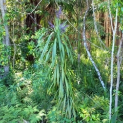 Cordyline stricta at Nambucca Heads, NSW - 28 Oct 2022