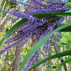 Cordyline stricta at Nambucca Heads, NSW - 28 Oct 2022 03:33 PM