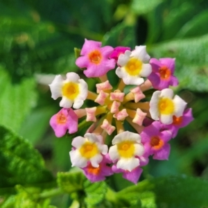 Lantana camara at Nambucca Heads, NSW - 28 Oct 2022 03:33 PM