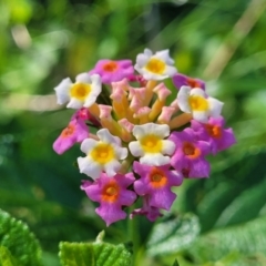 Lantana camara at Nambucca Heads, NSW - 28 Oct 2022