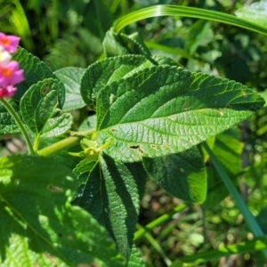 Lantana camara at Nambucca Heads, NSW - 28 Oct 2022