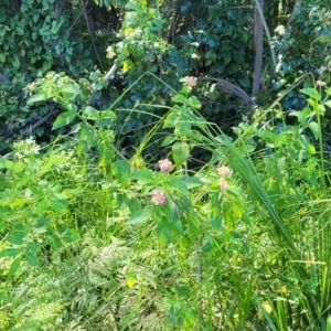 Lantana camara at Nambucca Heads, NSW - 28 Oct 2022 03:33 PM