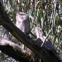 Podargus strigoides (Tawny Frogmouth) at Mount Taylor - 28 Oct 2022 by MatthewFrawley