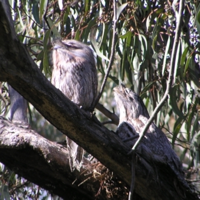 Podargus strigoides (Tawny Frogmouth) at Kambah, ACT - 29 Oct 2022 by MatthewFrawley