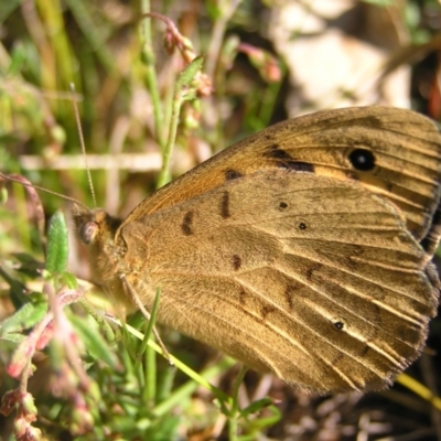Heteronympha merope (Common Brown Butterfly) at Mount Taylor - 28 Oct 2022 by MatthewFrawley