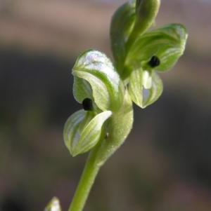 Hymenochilus bicolor (ACT) = Pterostylis bicolor (NSW) at Kambah, ACT - suppressed