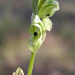 Hymenochilus bicolor (ACT) = Pterostylis bicolor (NSW) at Kambah, ACT - suppressed