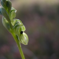 Hymenochilus bicolor (ACT) = Pterostylis bicolor (NSW) at Kambah, ACT - suppressed