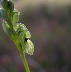 Hymenochilus bicolor (ACT) = Pterostylis bicolor (NSW) at Kambah, ACT - suppressed