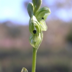 Hymenochilus bicolor (ACT) = Pterostylis bicolor (NSW) at Kambah, ACT - suppressed