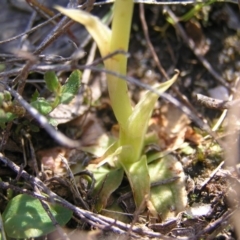 Hymenochilus bicolor (ACT) = Pterostylis bicolor (NSW) at Kambah, ACT - suppressed