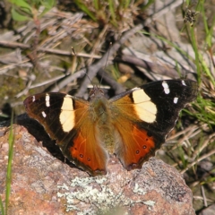 Vanessa itea (Yellow Admiral) at Kambah, ACT - 28 Oct 2022 by MatthewFrawley