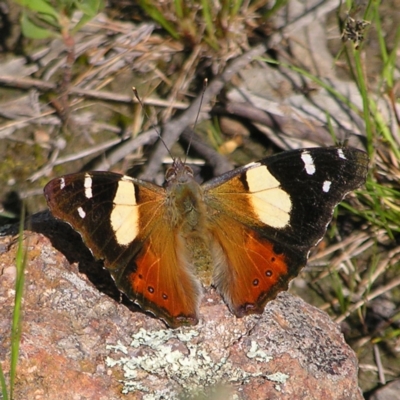 Vanessa itea (Yellow Admiral) at Kambah, ACT - 29 Oct 2022 by MatthewFrawley