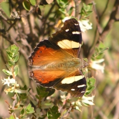 Vanessa itea at Kambah, ACT - 29 Oct 2022