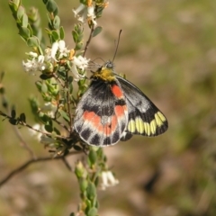 Delias harpalyce (Imperial Jezebel) at Kambah, ACT - 29 Oct 2022 by MatthewFrawley