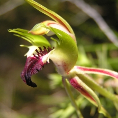 Caladenia atrovespa (Green-comb Spider Orchid) at Mount Taylor - 28 Oct 2022 by MatthewFrawley