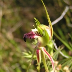 Caladenia atrovespa at Kambah, ACT - 29 Oct 2022