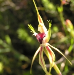 Caladenia atrovespa at Kambah, ACT - 29 Oct 2022