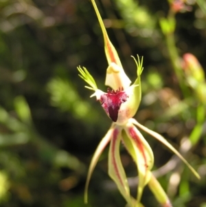 Caladenia atrovespa at Kambah, ACT - 29 Oct 2022