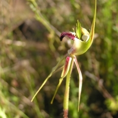 Caladenia atrovespa at Kambah, ACT - 29 Oct 2022