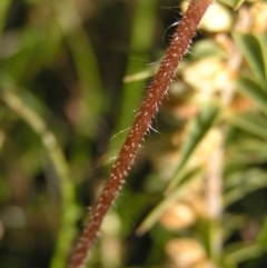 Caladenia atrovespa at Kambah, ACT - 29 Oct 2022