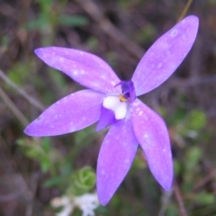 Glossodia major (Wax Lip Orchid) at Kambah, ACT - 28 Oct 2022 by MatthewFrawley